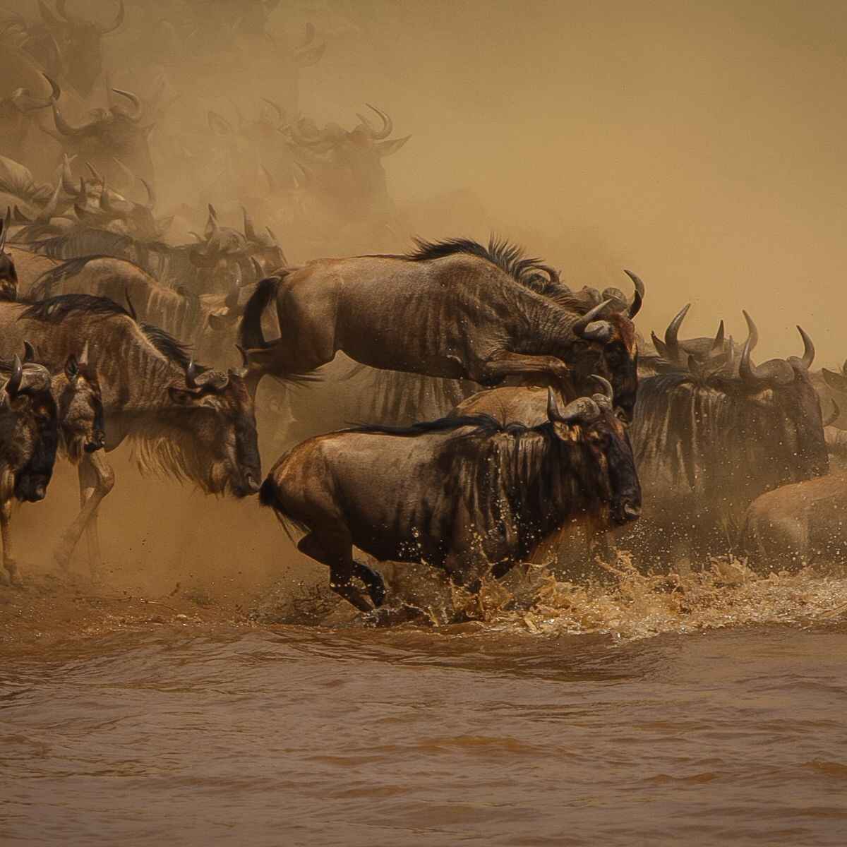 Safari